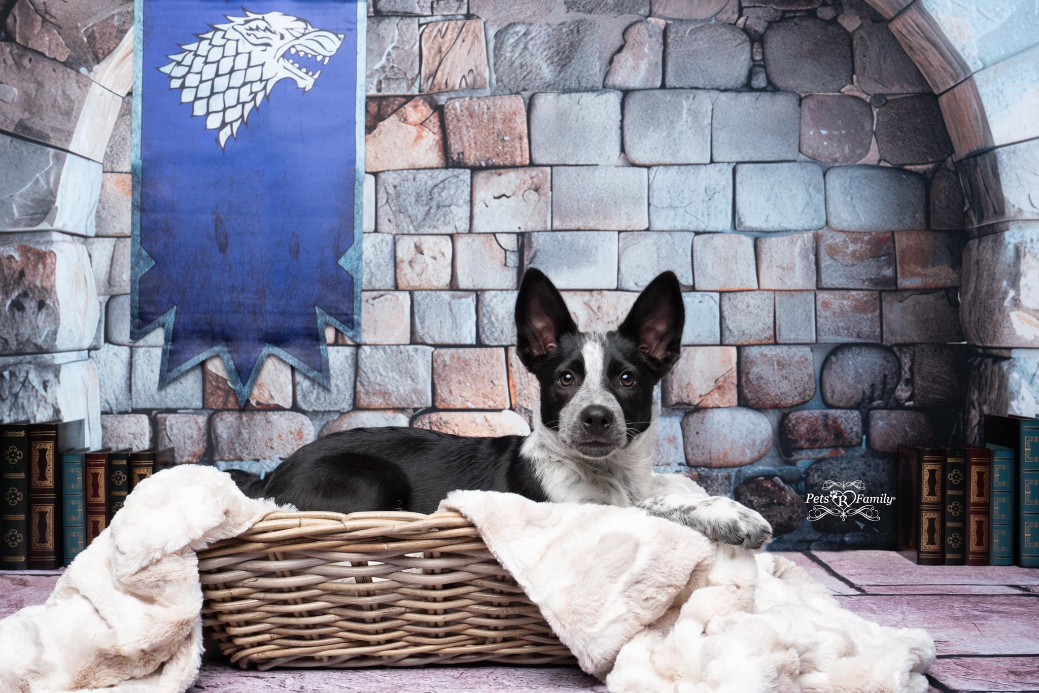 Kate Pet Retro Brown Stone Arch Wall Backdrop Designed by Megan Leigh Photography