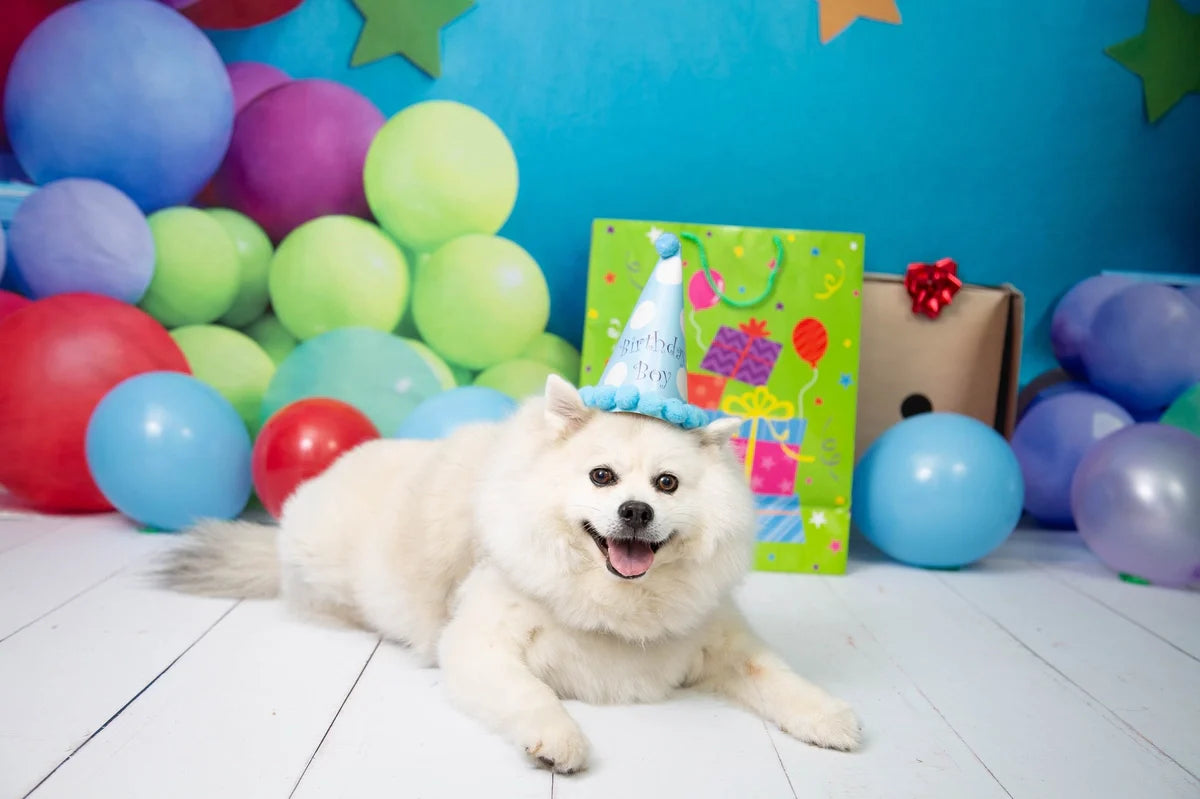 Kate Pet Summer Birthday Cake Smash Colorful Balloon and Star Blue Wall Backdrop Designed by Emetselch