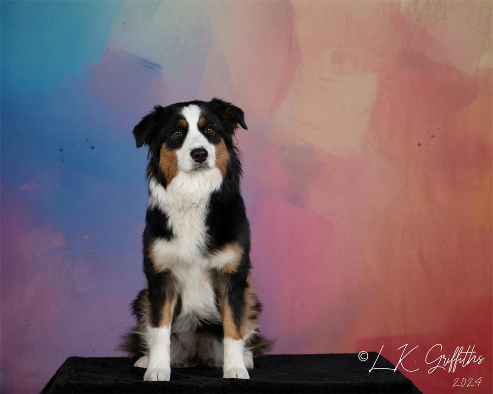 Kate Fine Art Colorful Pastel Painting Backdrop Designed by Lidia Redekopp