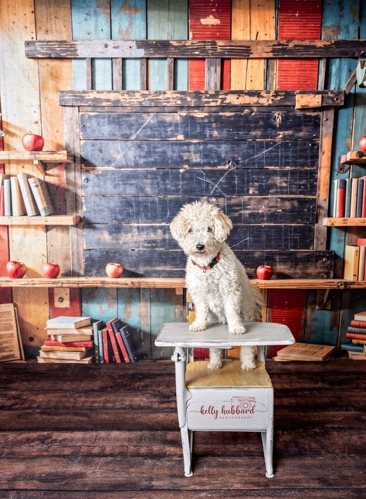 Torna a Scuola Scaffale Libreria in Legno Scuro Fondo Lavagna Nera Progettata da Emetselch