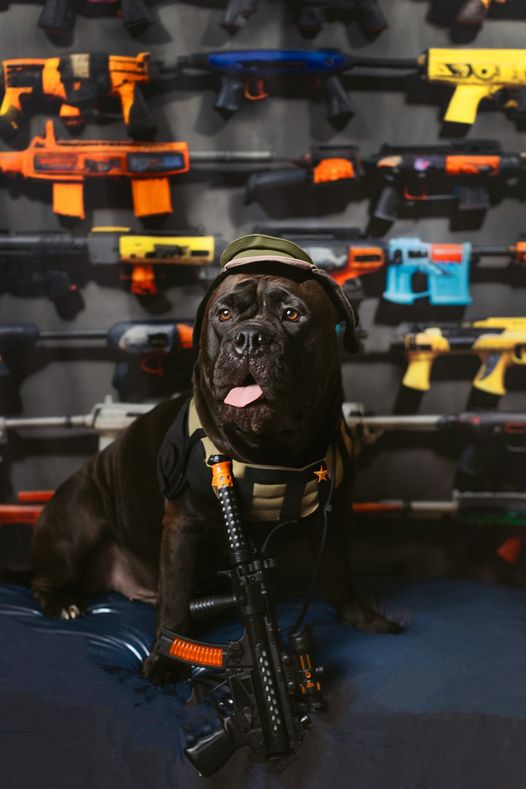 Fondo de pantalla de pared con exhibición de arma de juguete colorida diseñada por Lidia Redekopp