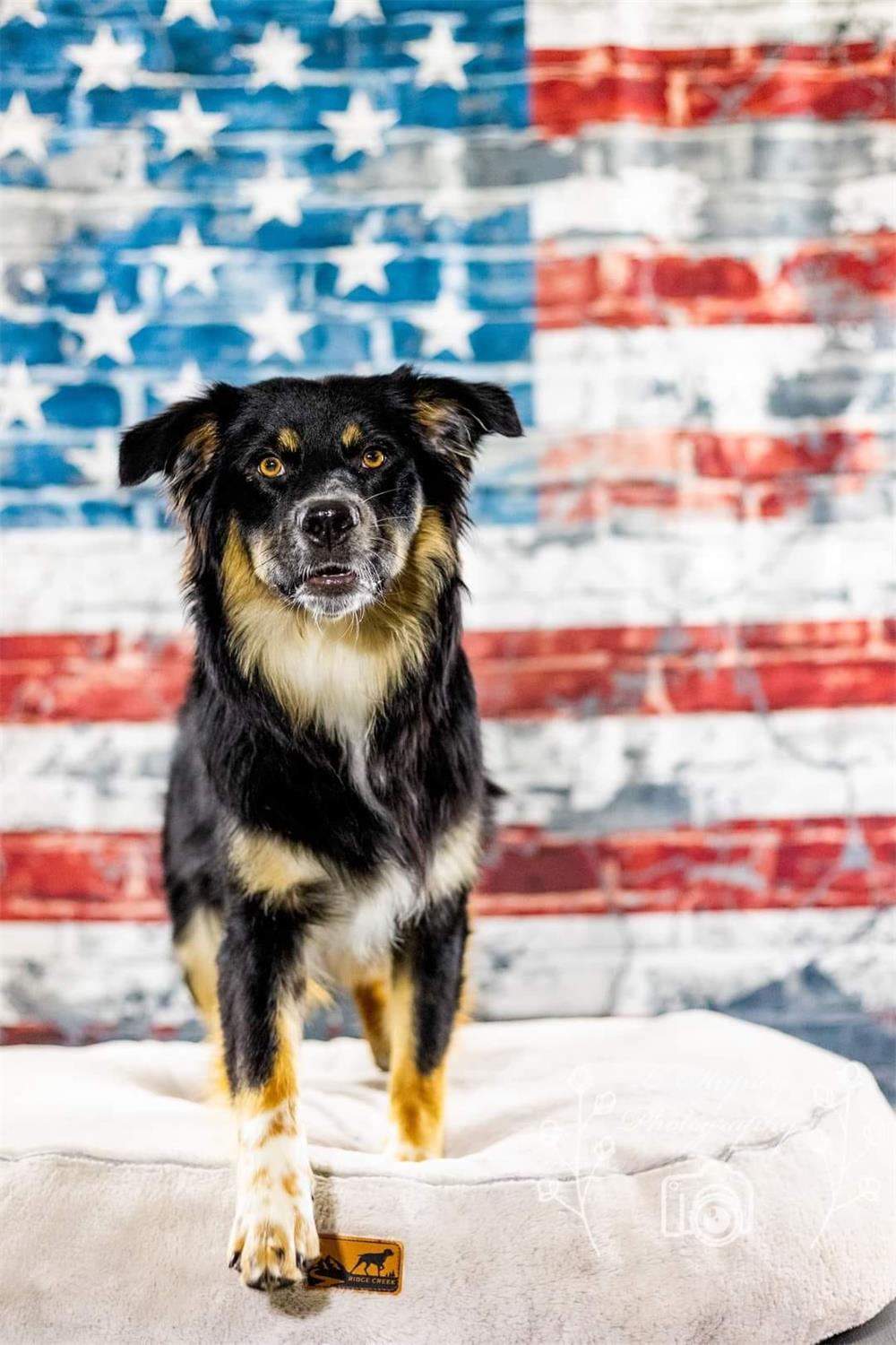 Grafiti de mascotas en el Día de la Independencia de Estados Unidos con un fondo de ladrillos