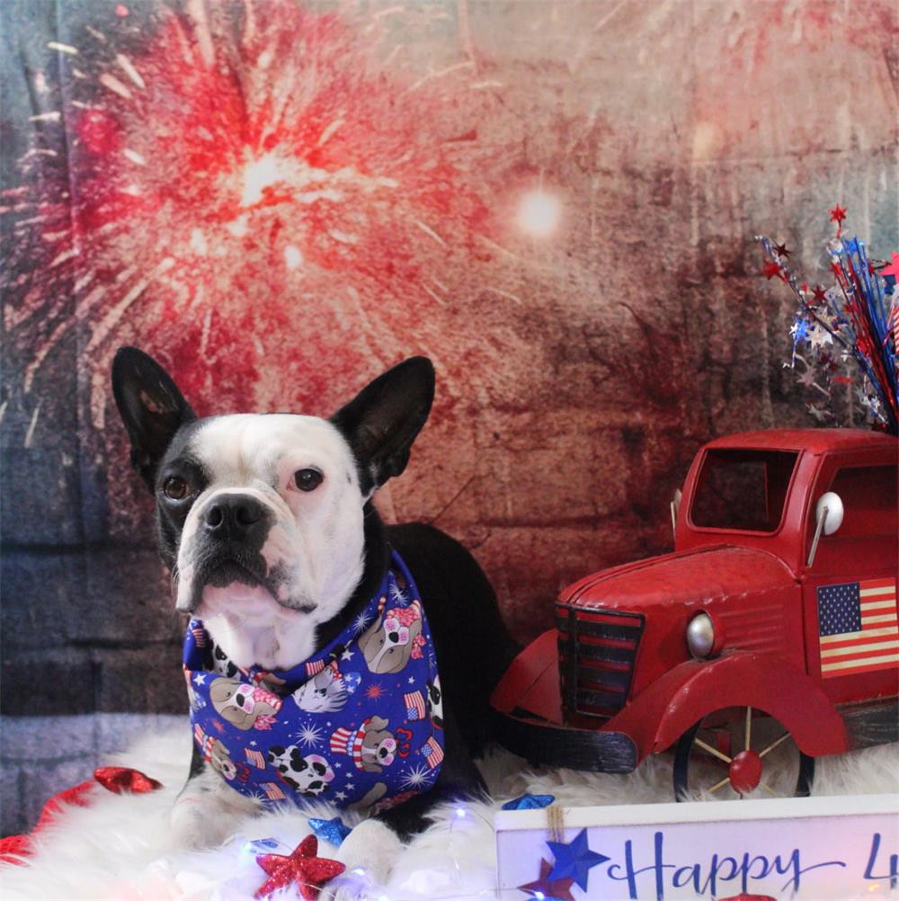 Kate Firework Celebration Happy New Year Pet Backdrop Designed By Mandy Ringe Photography