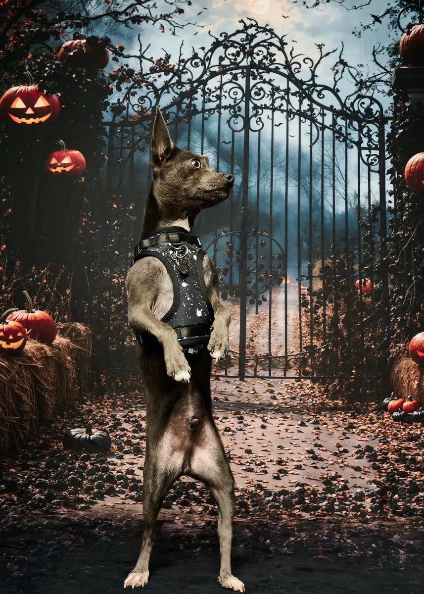 Kate Halloween Night Pumpkin Retro Gate Backdrop Designed by Emetselch