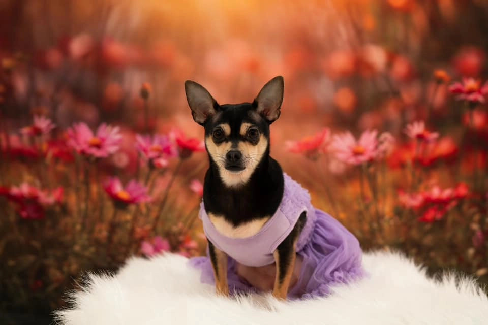 Kate Pet Spring Sunshine Red Flower Backdrop Designed by Emetselch