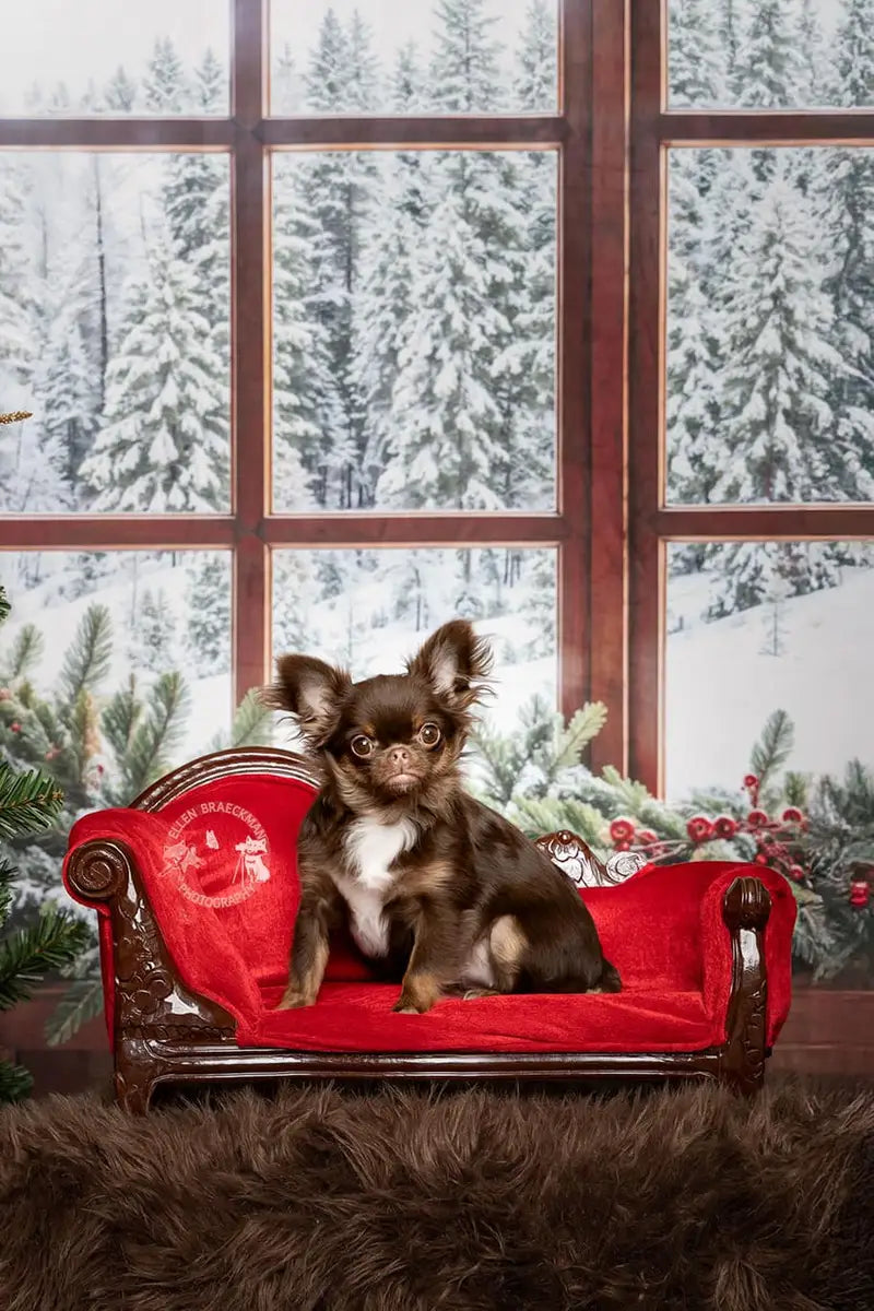 Kate Christmas Forest Red Curtain Framed Window Brown Wooden Wall Backdrop Designed by Chain Photography