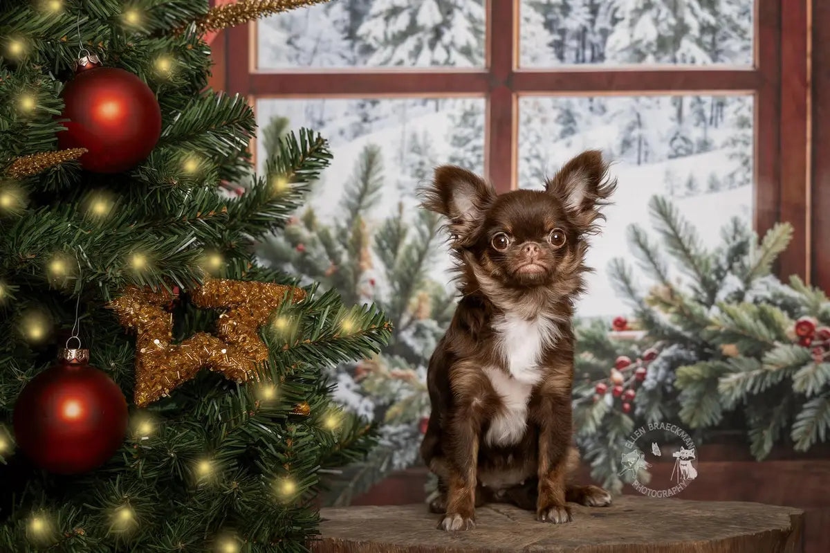 Kate Christmas Forest Red Curtain Framed Window Brown Wooden Wall Backdrop Designed by Chain Photography