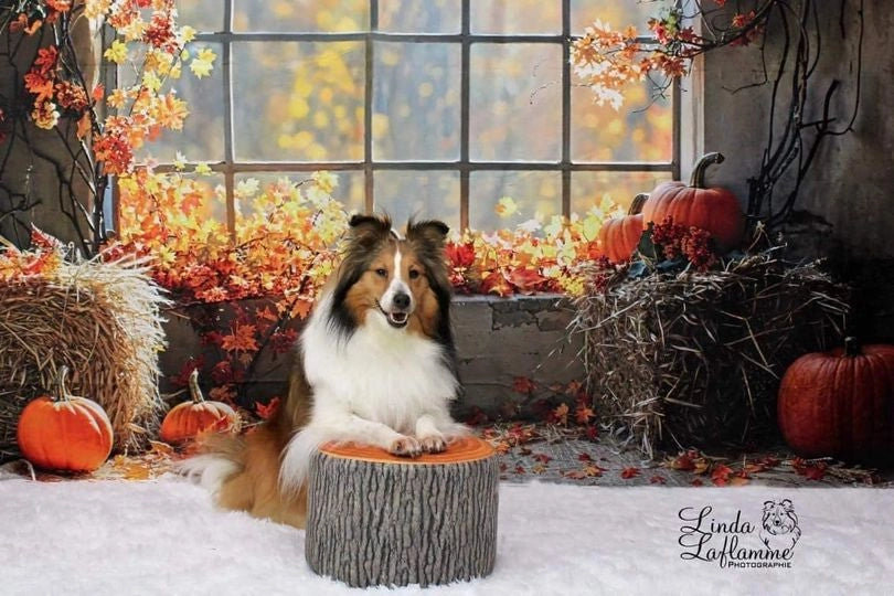 Kate Fall Flower Pumpkin Barn Arch Window Backdrop Designed by Emetselch