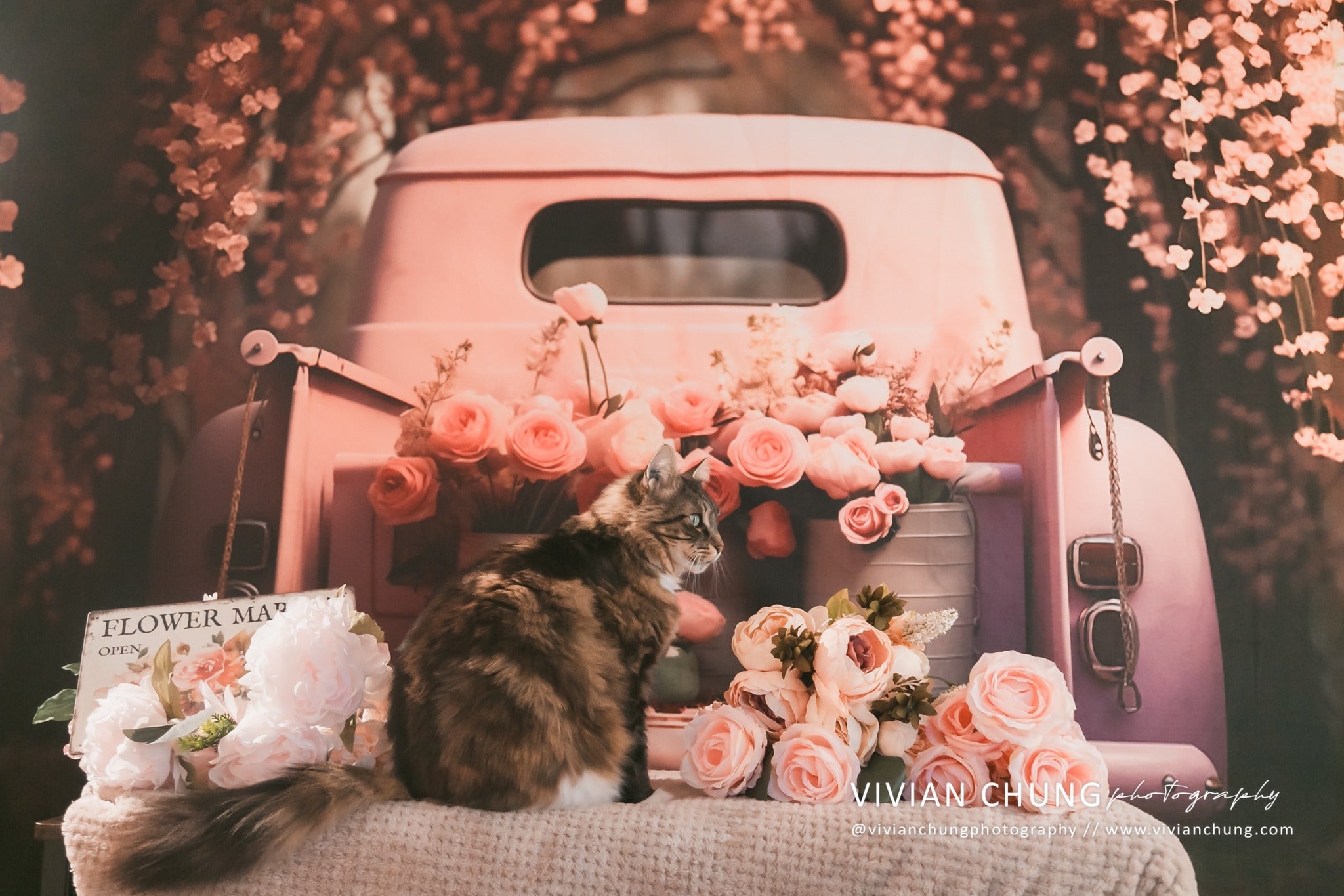 Valentijnsdag Roze Bloemen Truck Achtergrond Ontworpen door Chain Photography