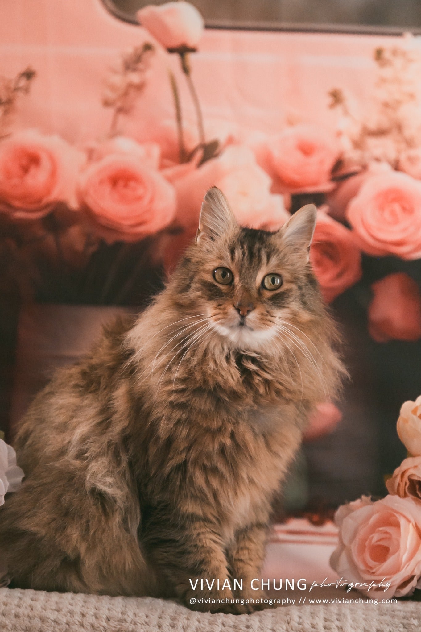 Sfondo decorativo per San Valentino per animali domestici con camion rosa e fiori, progettato da Chain Photography