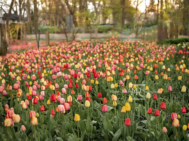 Kate Tulip Field Backdrop Designed by Mandy Ringe Photography - Kate Backdrop