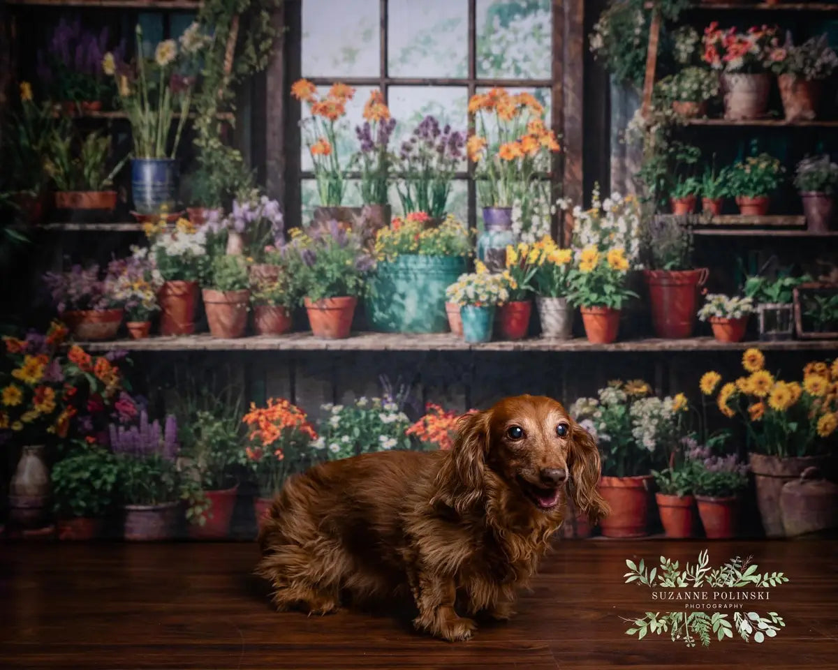 Tappeto Verde Primavera con Piante e Fiori per Finestra nella Stanza Sfondo Prodotto da Chain Photography