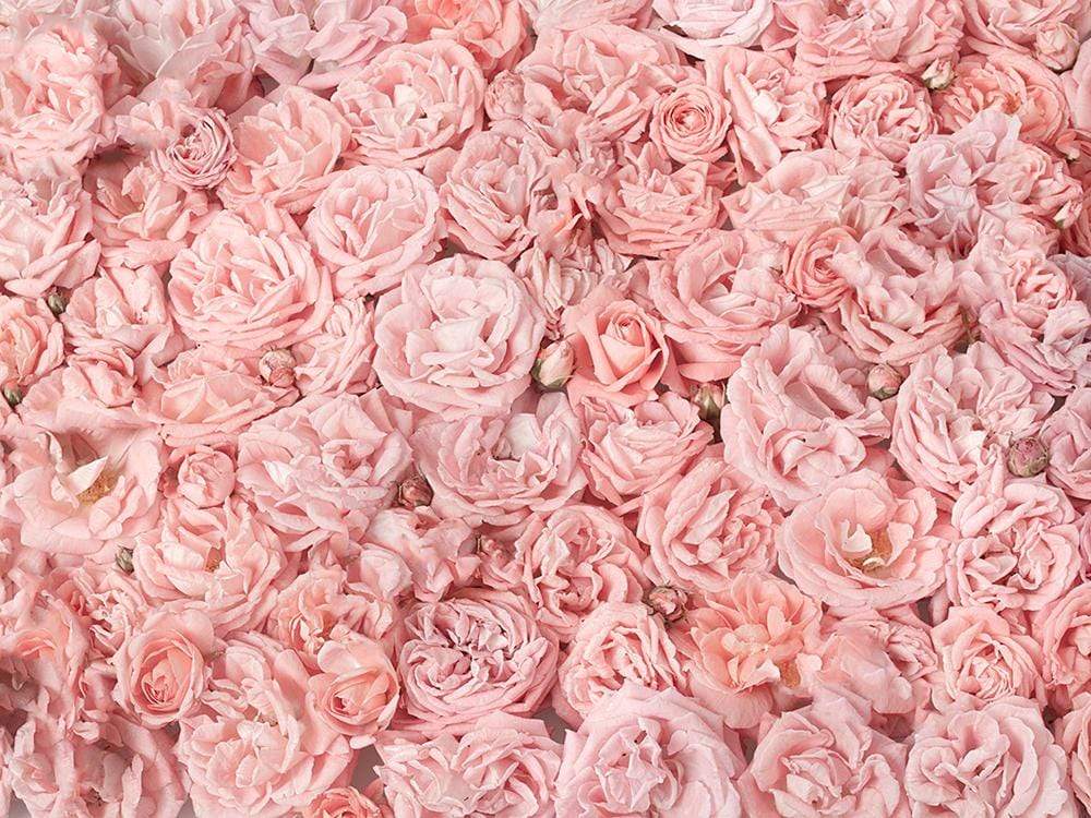 Floral Backdrop Pink Flowers Photography Background LV-455 – Dbackdrop