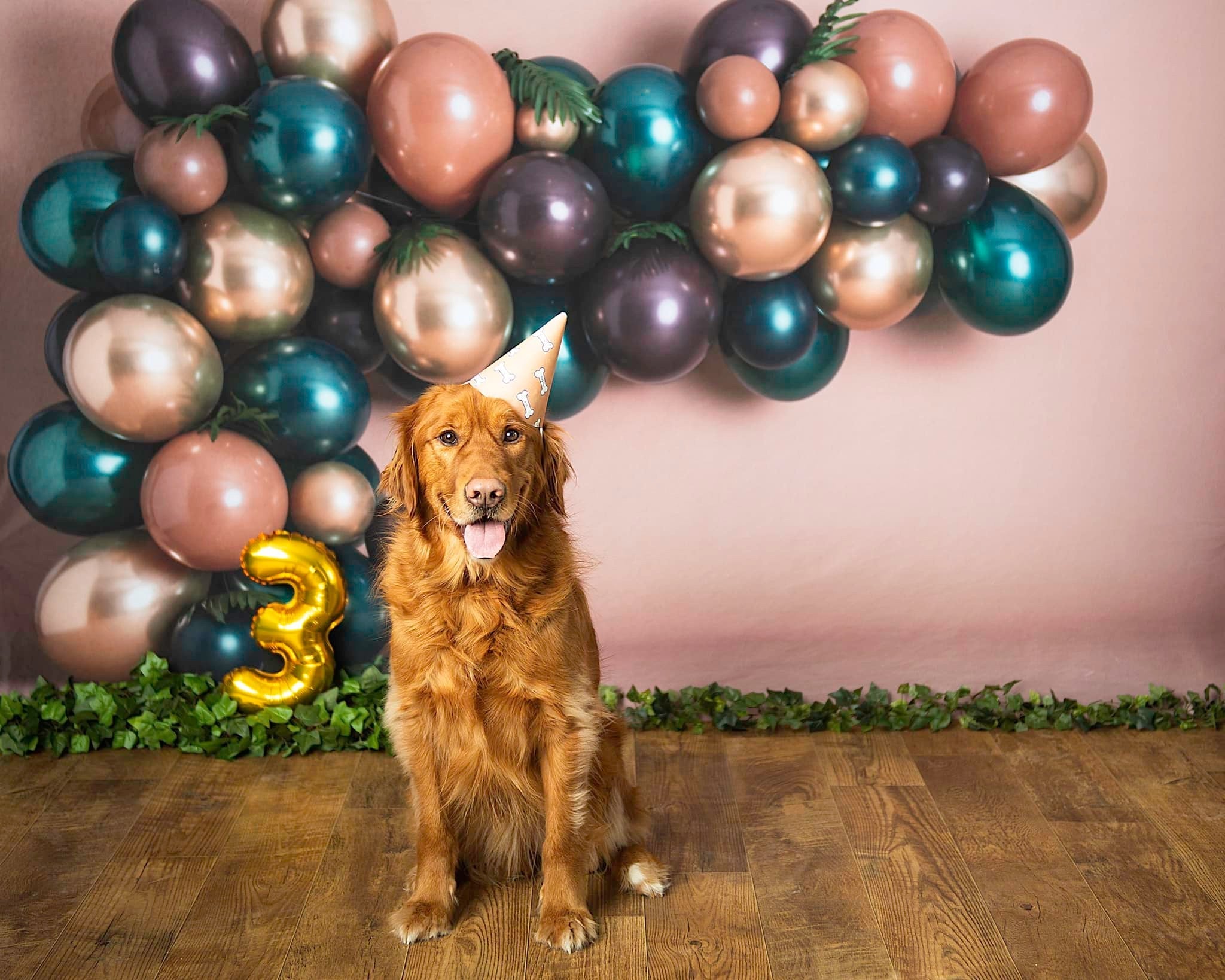 Kate Pet Balloons Backdrop Designed By Rose Abbas