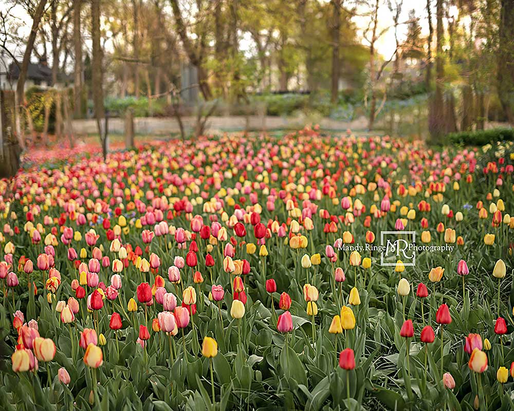 Kate Tulip Field Backdrop Designed by Mandy Ringe Photography - Kate Backdrop