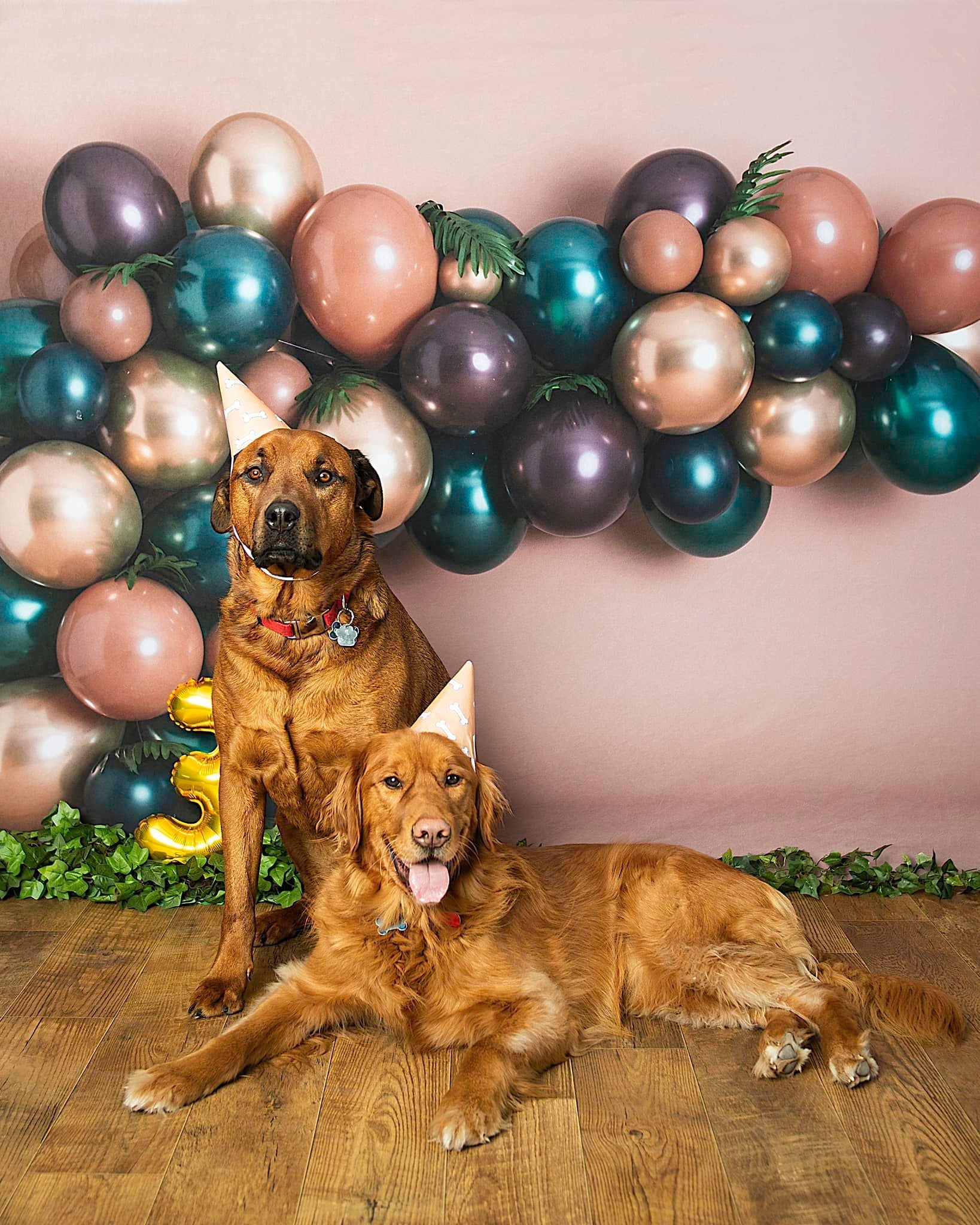 Kate Pet Balloons Backdrop Designed By Rose Abbas