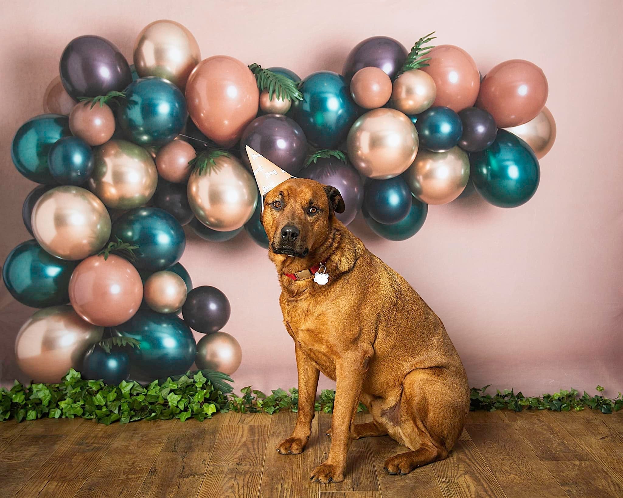 Kate Pet Balloons Backdrop Designed By Rose Abbas