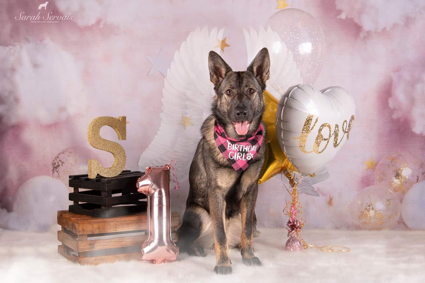 Kate Pet Pink Clouds Stars Backdrop Designed By Rose Abbas